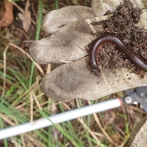 Unidentified Insect at Pillar Valley, NSW by Topwood