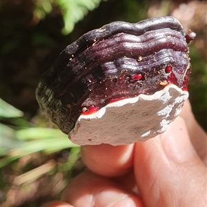 Ganoderma sp. (laccate, stemmed) at Pillar Valley, NSW - 20 Jan 2025 09:31 AM