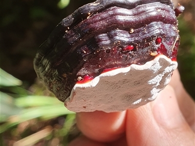 Ganoderma sp. (laccate, stemmed) at Pillar Valley, NSW - 19 Jan 2025 by Topwood