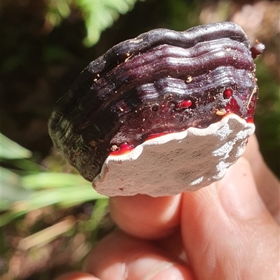 Ganoderma sp. (laccate, stemmed) at Pillar Valley, NSW - 20 Jan 2025 by Topwood