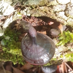 Ganoderma sp. (laccate, stemmed) at Pillar Valley, NSW - 20 Jan 2025 09:31 AM