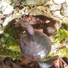 Ganoderma sp. (laccate, stemmed) at Pillar Valley, NSW - 20 Jan 2025 09:31 AM