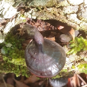 Ganoderma sp. (laccate, stemmed) at Pillar Valley, NSW - 20 Jan 2025 09:31 AM