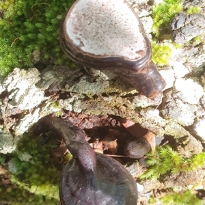 Ganoderma sp. (laccate, stemmed) at Pillar Valley, NSW - 20 Jan 2025 09:31 AM