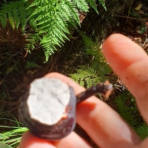 Ganoderma sp. (laccate, stemmed) at Pillar Valley, NSW - 20 Jan 2025 09:31 AM