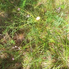 Unidentified Other Shrub at Pillar Valley, NSW - 20 Jan 2025 by Topwood