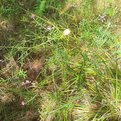 Unidentified Other Shrub at Pillar Valley, NSW - 20 Jan 2025 by Topwood