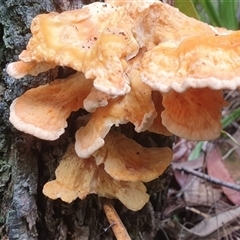 Unidentified Fungus at Pillar Valley, NSW - 20 Jan 2025 by Topwood