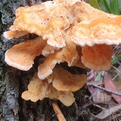 Unidentified Fungus at Pillar Valley, NSW - 20 Jan 2025 by Topwood