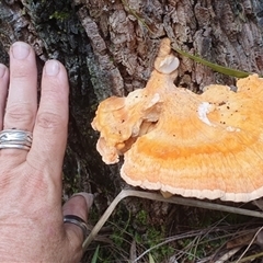 Unverified at suppressed - suppressed