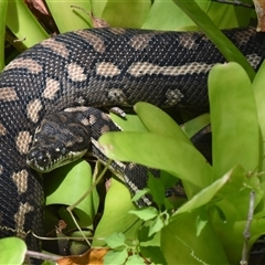 Morelia spilota mcdowelli (Eastern, Coastal or McDowell's Carpet python) at Sheldon, QLD - 19 Jan 2025 by PJH123