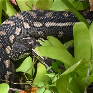 Morelia spilota at Sheldon, QLD by PJH123