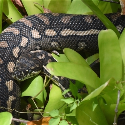 Morelia spilota at Sheldon, QLD - 19 Jan 2025 by PJH123