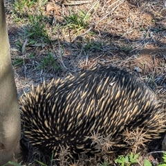 Tachyglossus aculeatus at Cook, ACT - 20 Jan 2025 11:22 AM