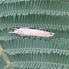 Unidentified Moth (Lepidoptera) at Yackandandah, VIC - 4 Jan 2025 by KylieWaldon