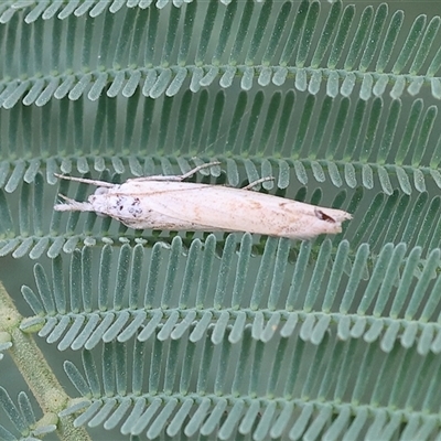 Unidentified Moth (Lepidoptera) at Yackandandah, VIC - 4 Jan 2025 by KylieWaldon