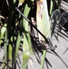 Austroargiolestes icteromelas (Common Flatwing) at Acton, ACT - 20 Jan 2025 by VanceLawrence