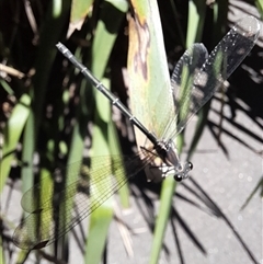 Austroargiolestes icteromelas at Acton, ACT - 20 Jan 2025 12:51 PM