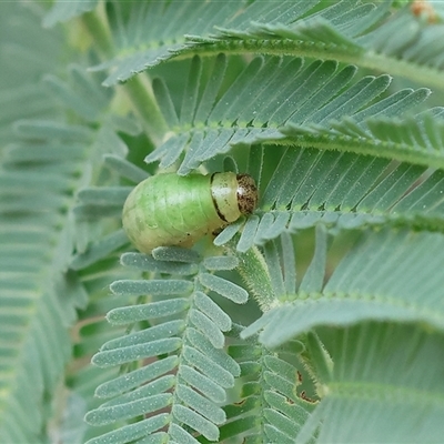 Calomela sp. (genus) (Acacia leaf beetle) at Yackandandah, VIC - 5 Jan 2025 by KylieWaldon