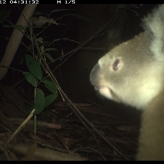 Phascolarctos cinereus at Lorne, NSW - 11 Jan 2025 by Butlinz