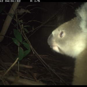 Phascolarctos cinereus at Lorne, NSW - 12 Jan 2025 04:32 AM