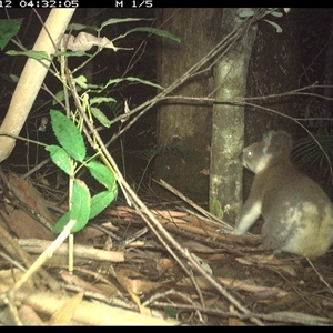 Phascolarctos cinereus at Lorne, NSW - 12 Jan 2025 04:32 AM