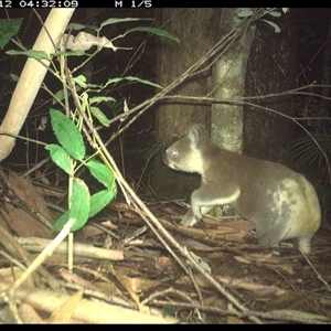 Phascolarctos cinereus at Lorne, NSW - 12 Jan 2025 04:32 AM