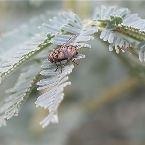 Unidentified Bristle Fly (Tachinidae) at Yackandandah, VIC by KylieWaldon