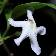 Thomisidae (family) (Unidentified Crab spider or Flower spider) at Acton, ACT - 29 Nov 2024 by TimL