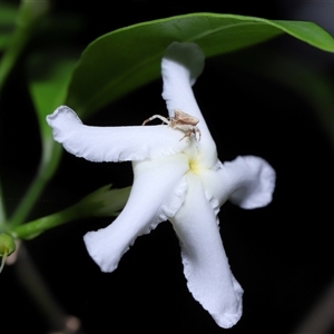 Thomisidae (family) (Unidentified Crab spider or Flower spider) at Acton, ACT by TimL