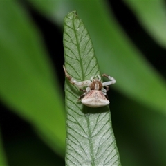 Thomisidae (family) at Acton, ACT - 29 Nov 2024 12:13 PM