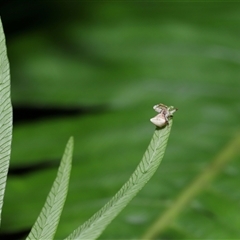 Thomisidae (family) at Acton, ACT - 29 Nov 2024