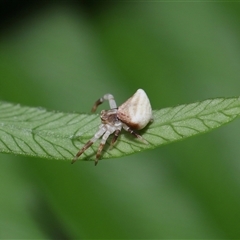 Thomisidae (family) at Acton, ACT - 29 Nov 2024