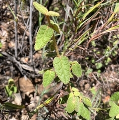 Correa reflexa (Common Correa, Native Fuchsia) at Tharwa, ACT - 20 Jan 2025 by nathkay