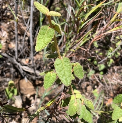 Correa reflexa (Common Correa, Native Fuchsia) at Tharwa, ACT - 20 Jan 2025 by nathkay