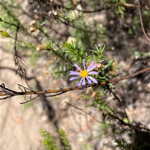 Olearia tenuifolia at Tharwa, ACT by nathkay