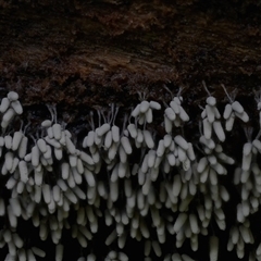 Arcyria cinerea at Kianga, NSW - 20 Jan 2025 by Teresa