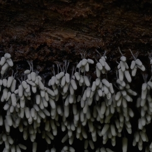 Arcyria cinerea at suppressed - suppressed