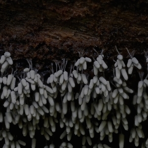 Arcyria cinerea at Kianga, NSW by Teresa