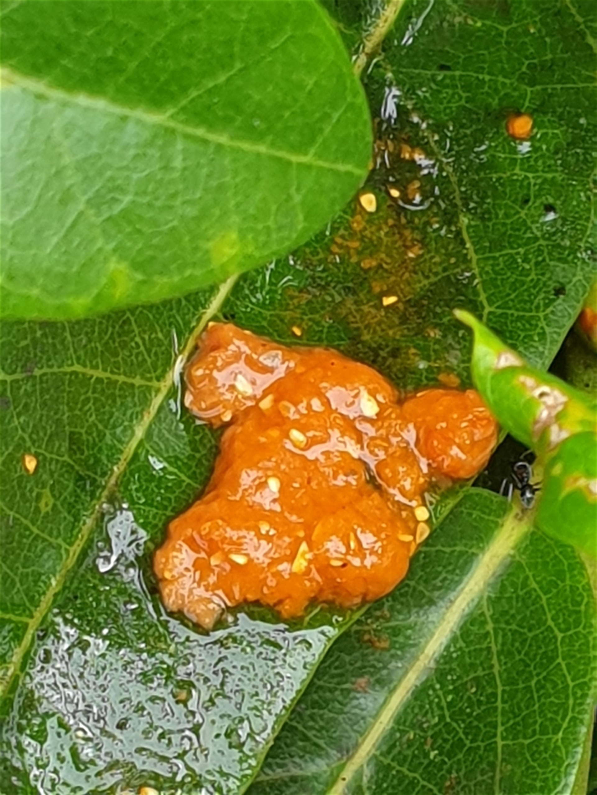 Unidentified - New South Wales North Coast