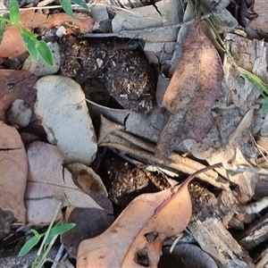 Unidentified Mammal at Copmanhurst, NSW by MazzV