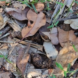 Unidentified - New South Wales North Coast