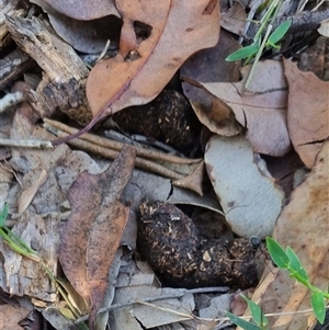 Unidentified - New South Wales North Coast