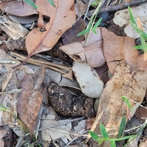 Unidentified - New South Wales North Coast