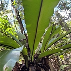 Asplenium australasicum at Lorne, NSW - 20 Jan 2025 by Butlinz