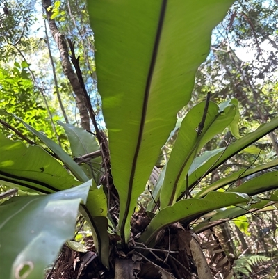 Asplenium australasicum at Lorne, NSW - 20 Jan 2025 by Butlinz