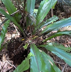 Asplenium australasicum at Lorne, NSW - suppressed