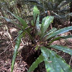 Asplenium australasicum at Lorne, NSW - suppressed
