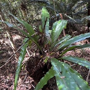 Asplenium australasicum at Lorne, NSW - suppressed