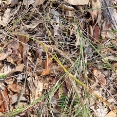 Unidentified Plant at Copmanhurst, NSW - 26 Oct 2024 by MazzV